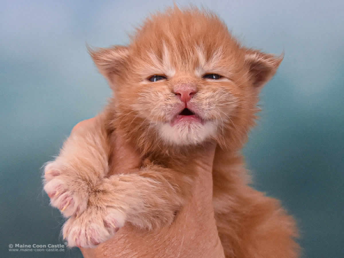 Van Jens 2 Wochen alt, 392 g Maine Coon Baby Van Jens 2 Wochen alt