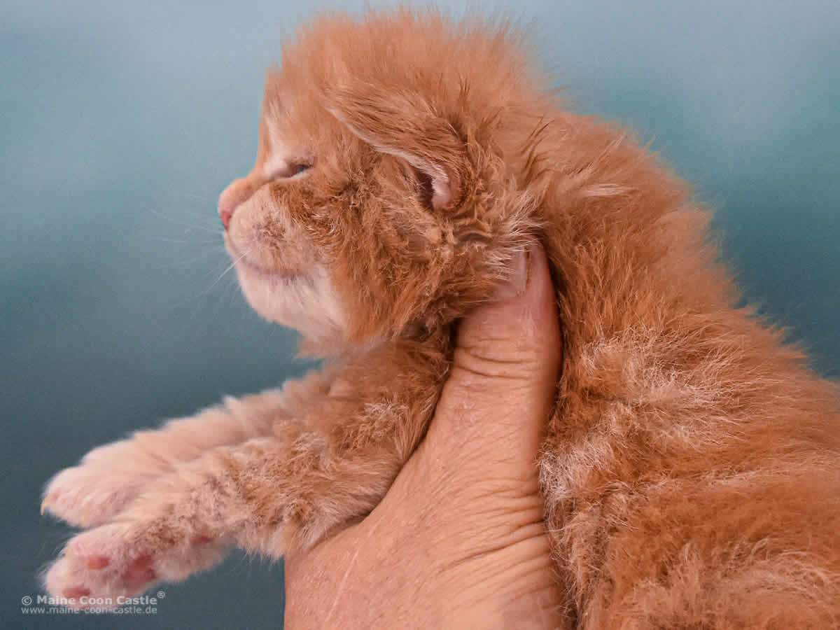 Van Jens 2 Wochen alt Maine Coon Baby Van Jens 2 Wochen alt