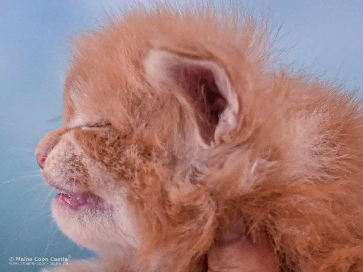Van Jens 3 Wochen alt Maine Coon Baby Van Jens 3 Wochen alt