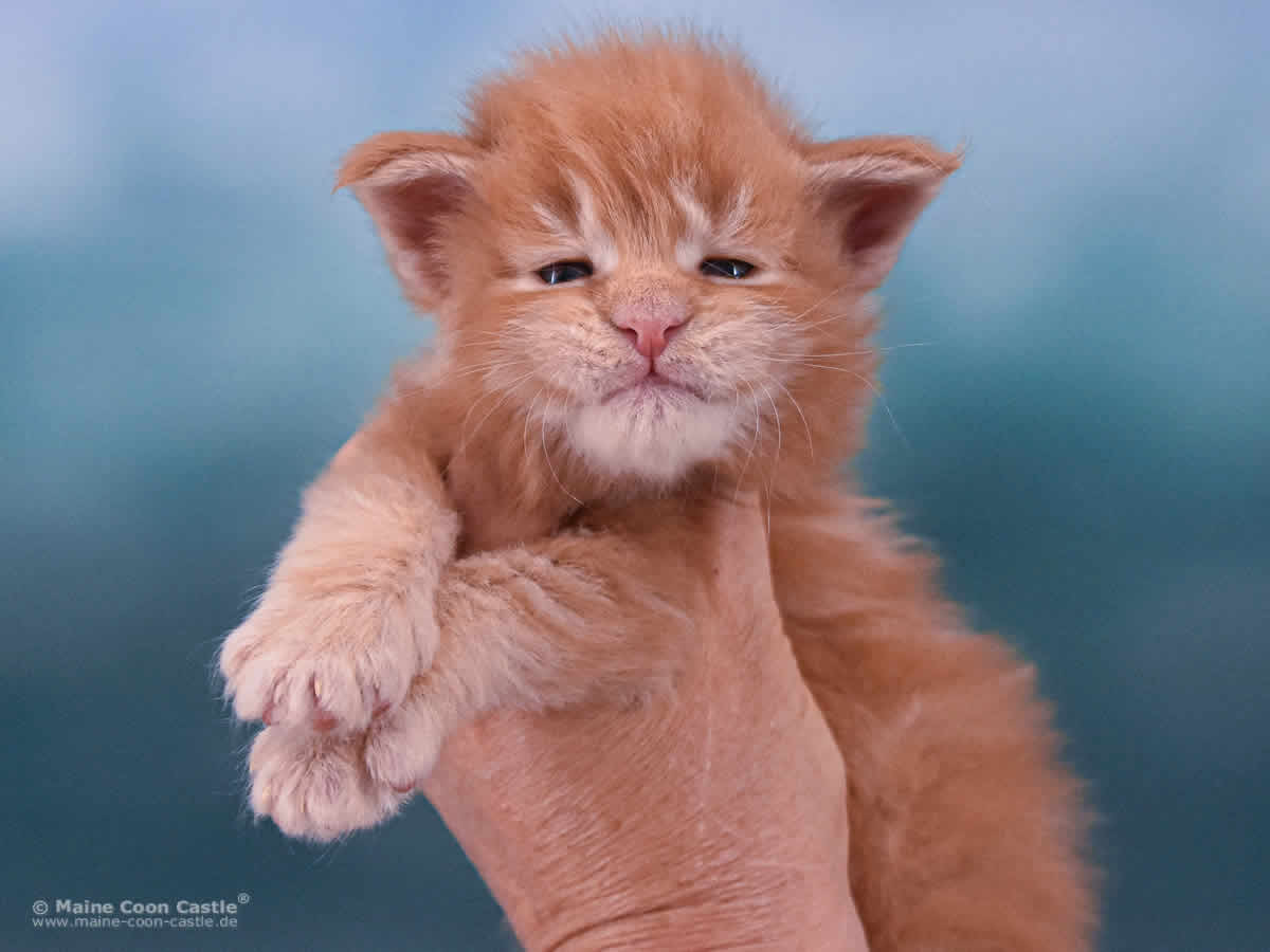 Van Jens 3 Wochen alt, 560 g Maine Coon Baby Van Jens 3 Wochen alt