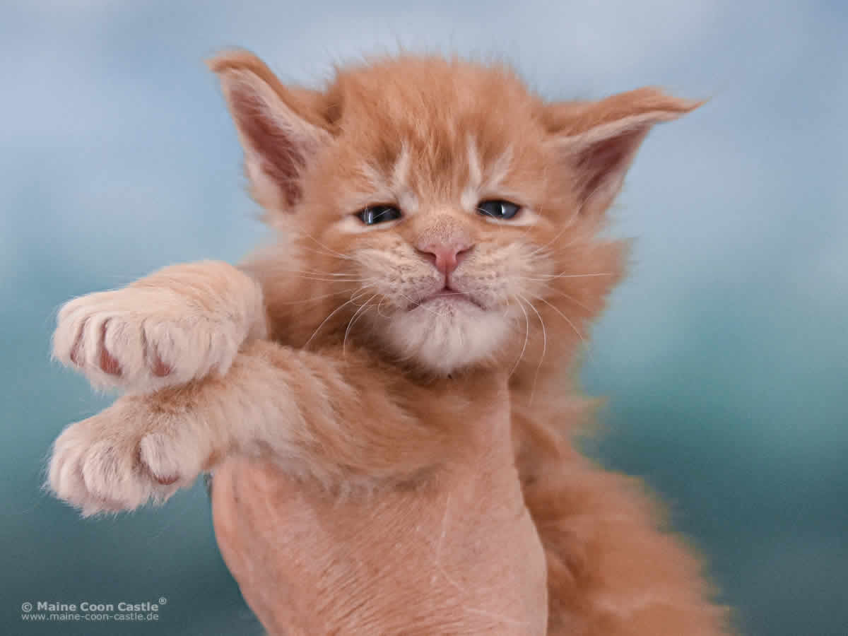 Van Jens 4 Wochen alt, 703 g Maine Coon Baby Van Jens 4 Wochen alt