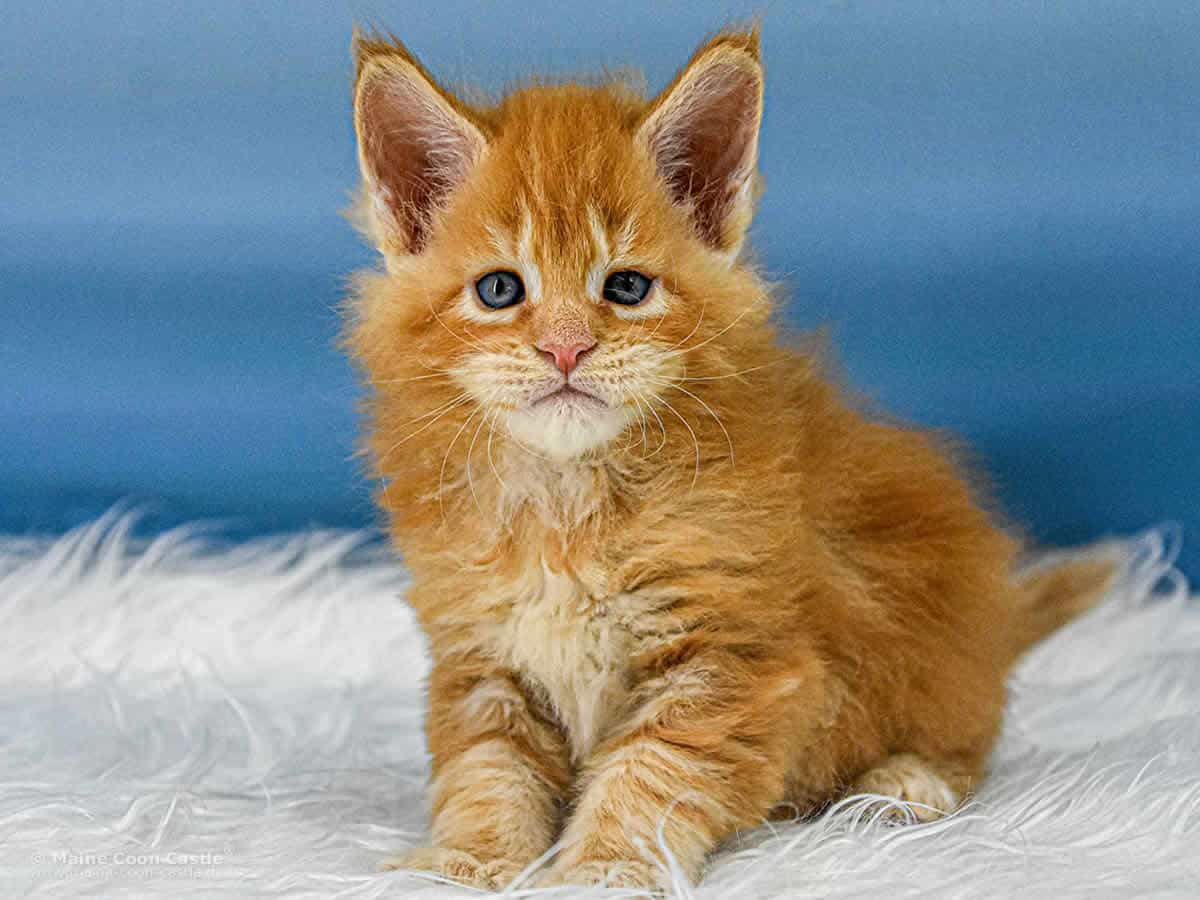 Van Jens 5 Wochen alt, 842 g Maine Coon Baby Van Jens 5 Wochen alt