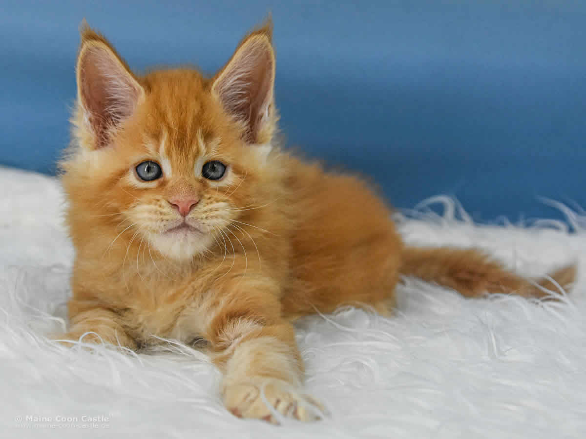 Van Jens 6 Wochen alt, 981 g Maine Coon Baby Van Jens 6 Wochen alt