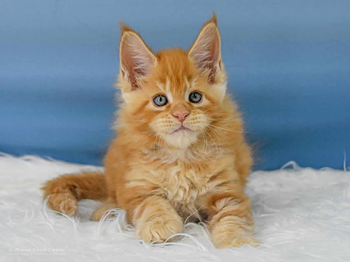 Van Jens 7 Wochen alt, 1042 g Maine Coon Baby Van Jens 7 Wochen alt