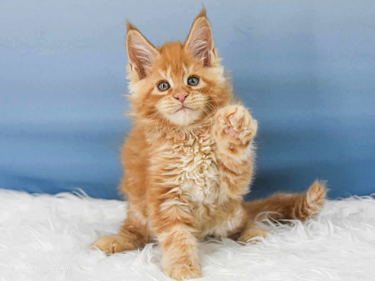 Van Jens 8 Wochen alt, 1228 g Maine Coon Baby Van Jens 8 Wochen alt