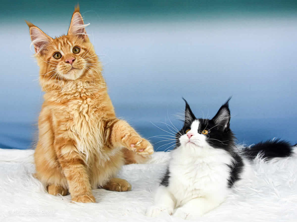 Van Jens mit Prinzessin Wendi Maine Coon Baby Van Jens mit Prinzessin Wendi