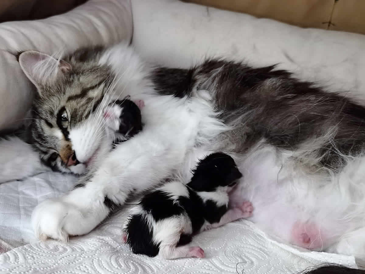 Maine Coon Katze Blümchen – Geburt W3 Wurf Maine Coon Katze Blümchen - Geburt W3 Wurf