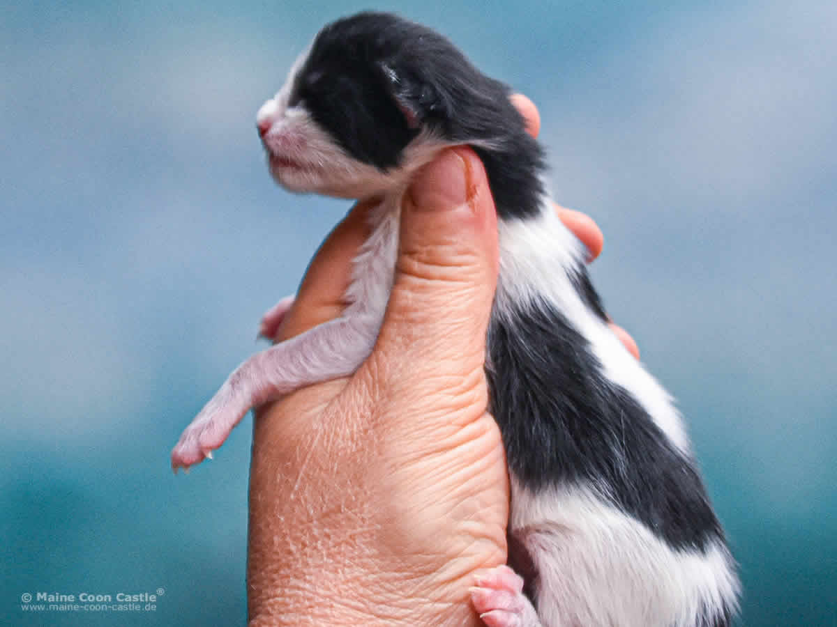 Wendi 1 Tag alt Maine Coon Kitten Wendi 1 Tag alt