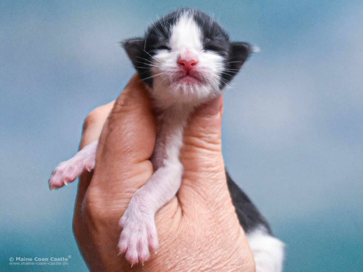 Wendi 1 Tag alt, 130 g Maine Coon Kitten Wendi 1 Tag alt
