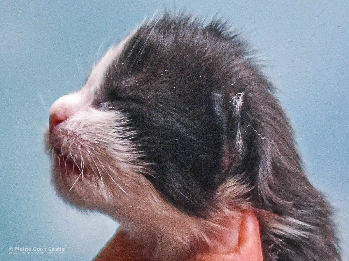 Wendi 1 Woche alt Maine Coon Kitten Wendi 1 Woche alt