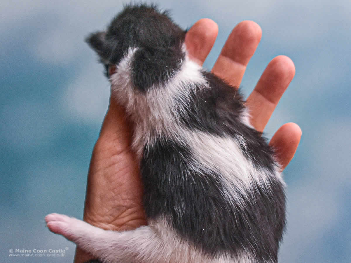 Wendi 1 Woche alt Maine Coon Baby Wendi 1 Woche alt