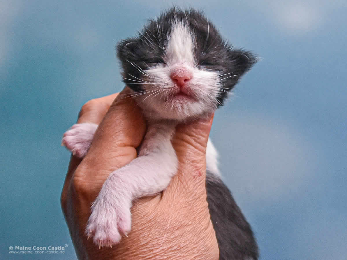 Wendi 1 Woche alt, 235 g Maine Coon Kitten Wendi 1 Woche alt