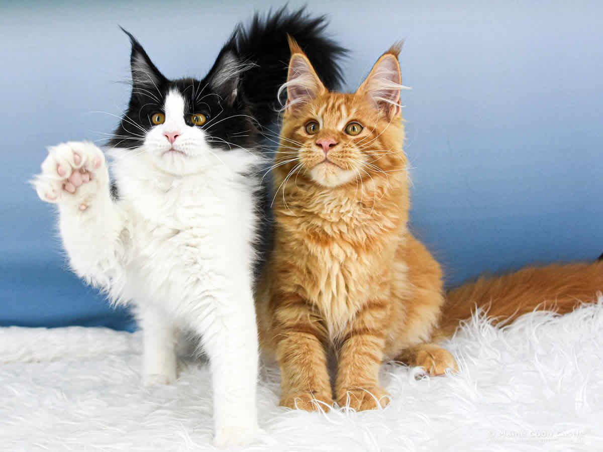 Wendi of Maine Coon Castle Wendi of Maine Coon Castle