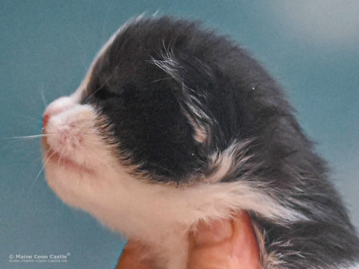 Wendi 2 Wochen alt Maine Coon Baby Wendi 2 Wochen alt