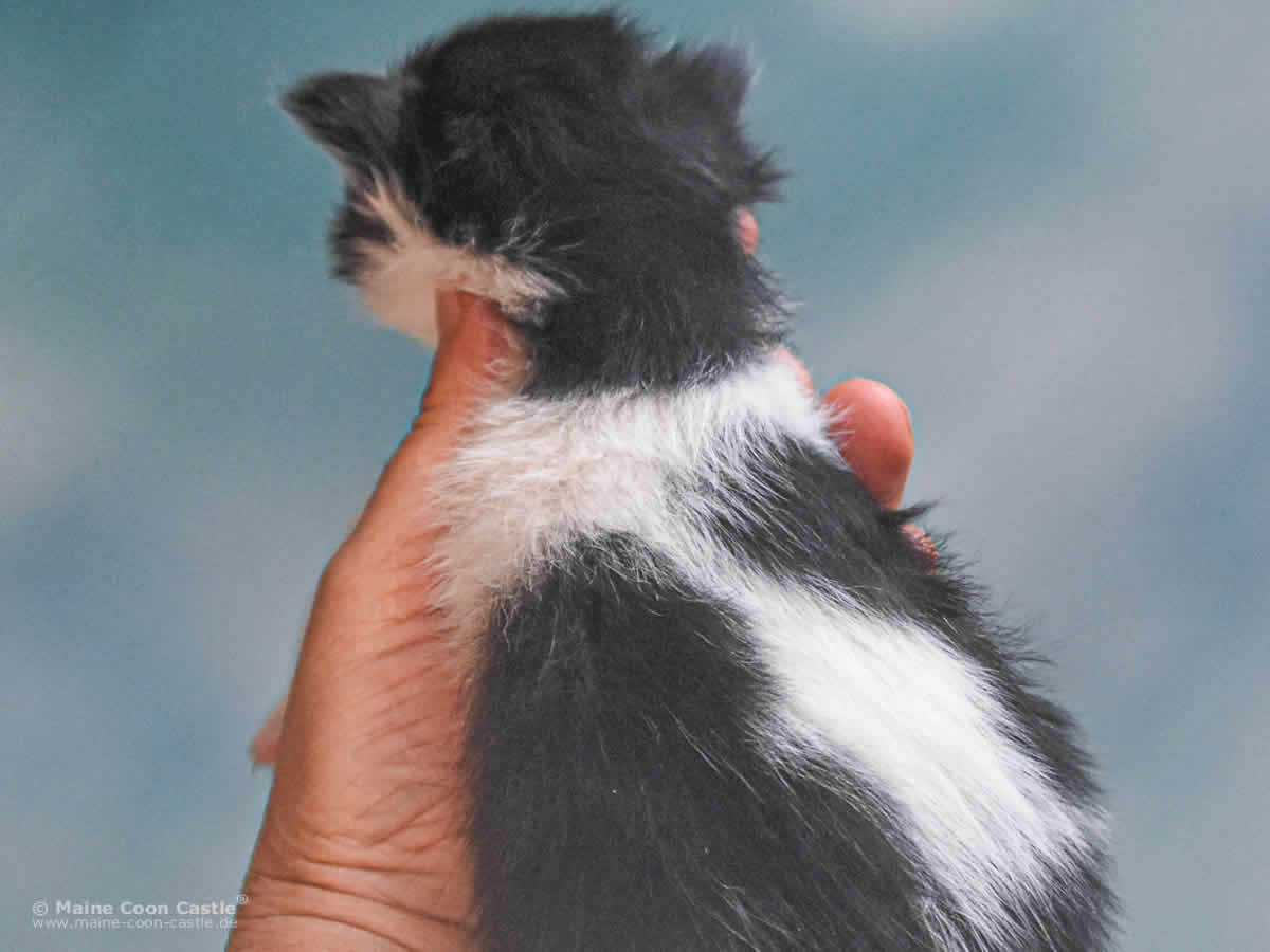 Wendi 2 Wochen alt Maine Coon Baby Wendi 2 Wochen alt