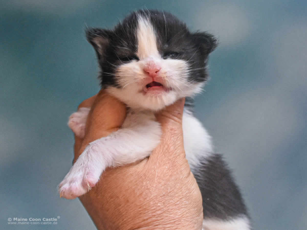 Wendi 2 Wochen alt, 352 g Maine Coon Baby Wendi 2 Wochen alt