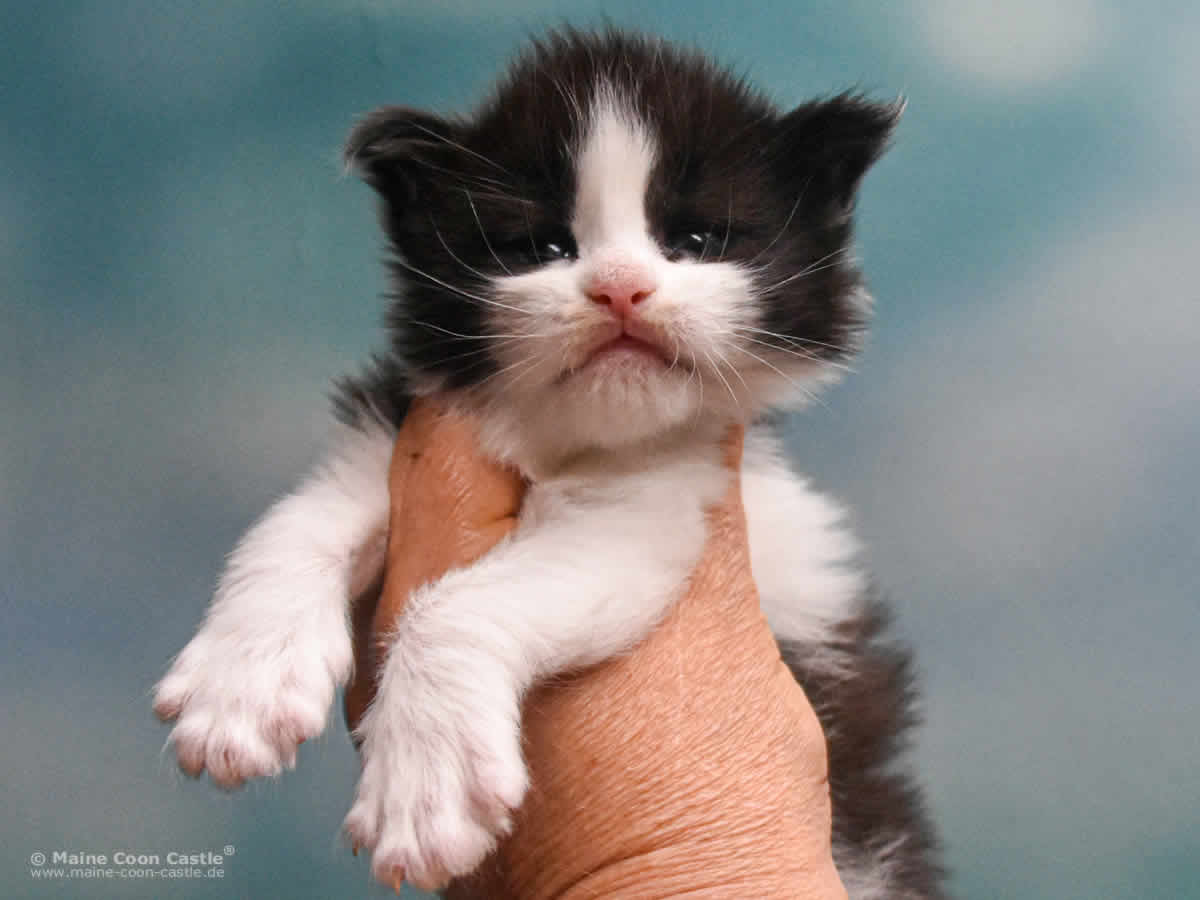 Wendi 3 Wochen alt, 476 g Maine Coon Baby Wendi 3 Wochen alt