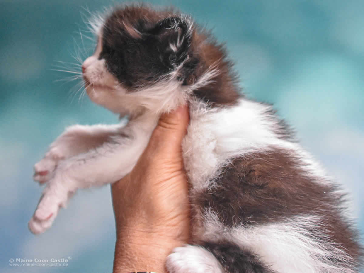 Wendi 4 Wochen alt Maine Coon Baby Wendi 4 Wochen alt