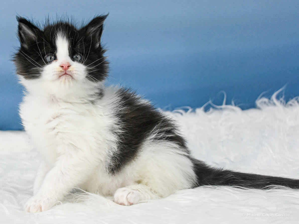 Wendi 5 Wochen alt Maine Coon Baby Wendi 5 Wochen alt