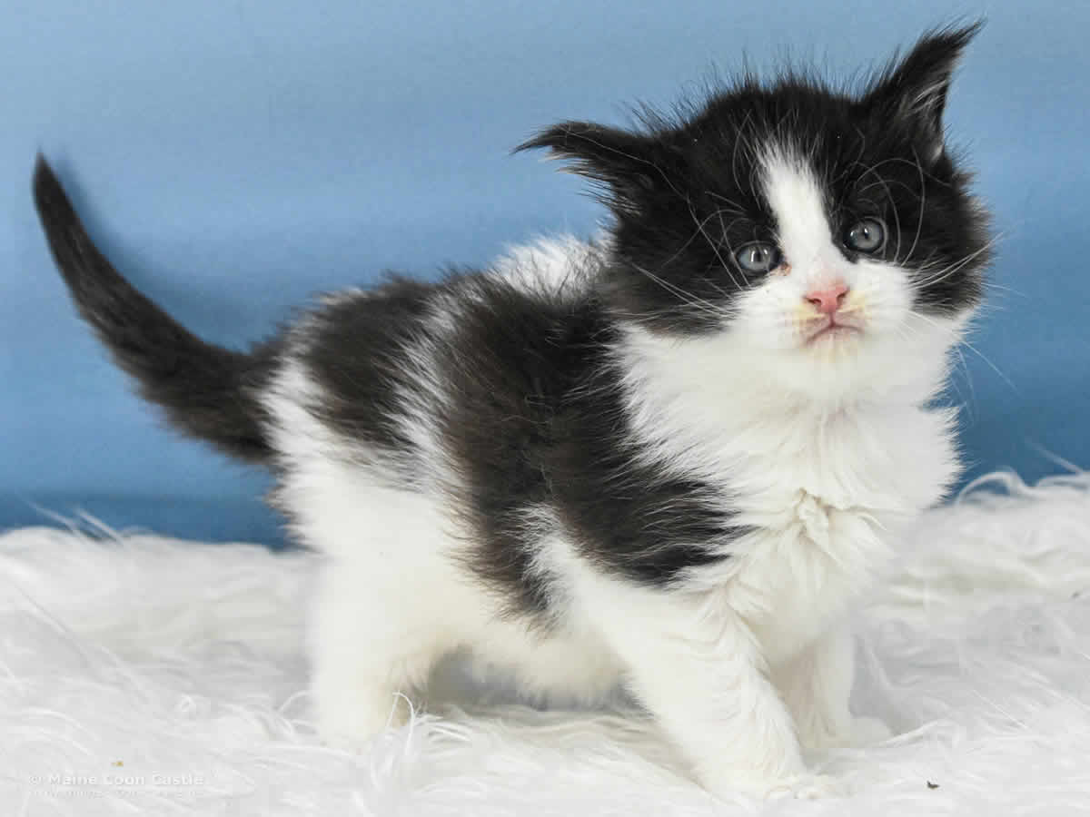 Wendi 5 Wochen alt, 658 g Maine Coon Baby Wendi 5 Wochen alt