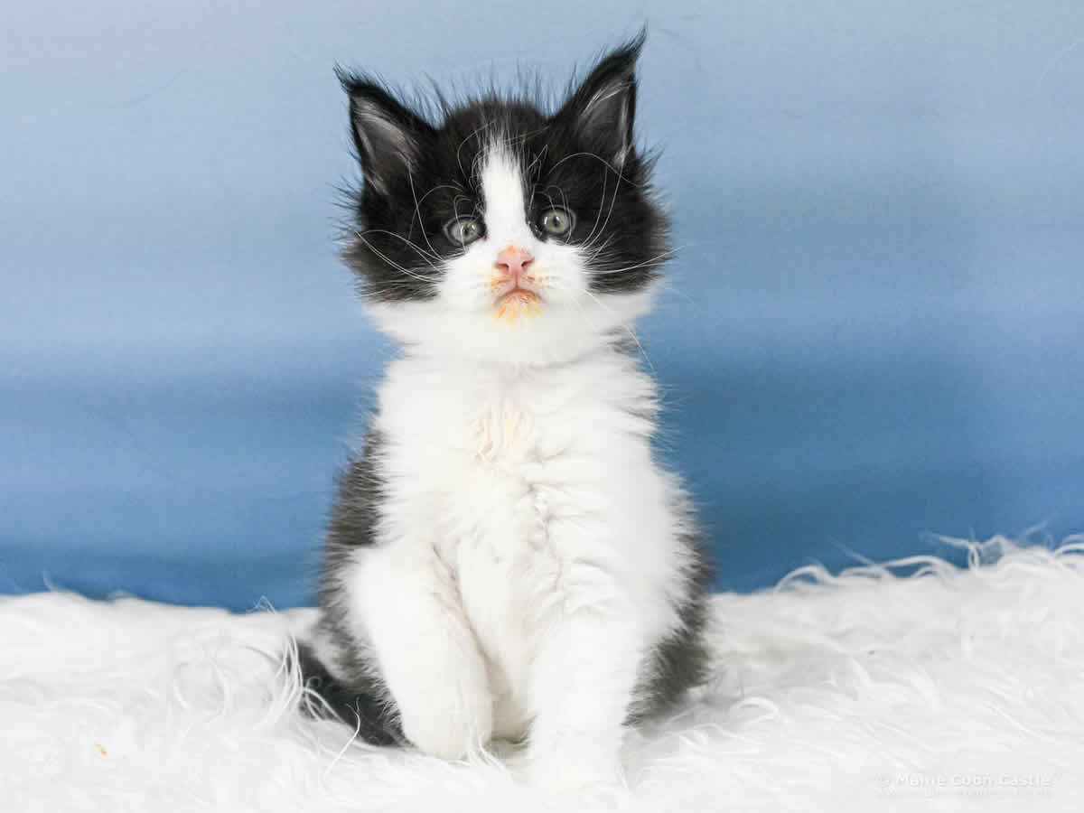 Wendi 6 Wochen alt, 850 g Maine Coon Baby Wendi 6 Wochen alt