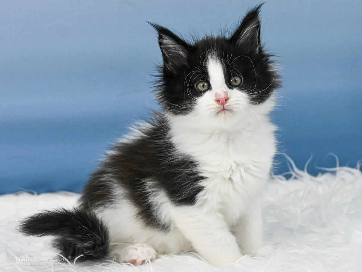 Wendi 7 Wochen alt, 935 g Maine Coon Baby Wendi 7 Wochen alt