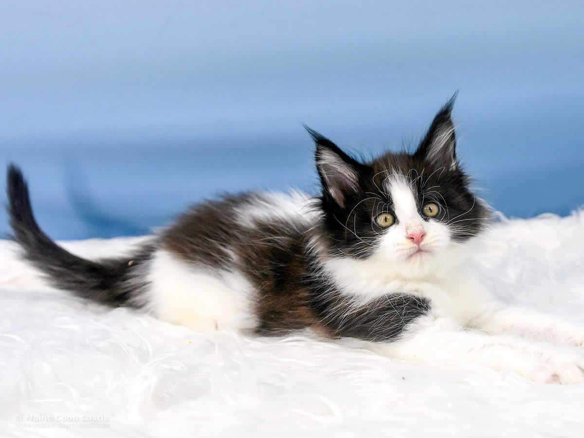 Wendi 8 Wochen alt Maine Coon Baby Wendi 8 Wochen alt