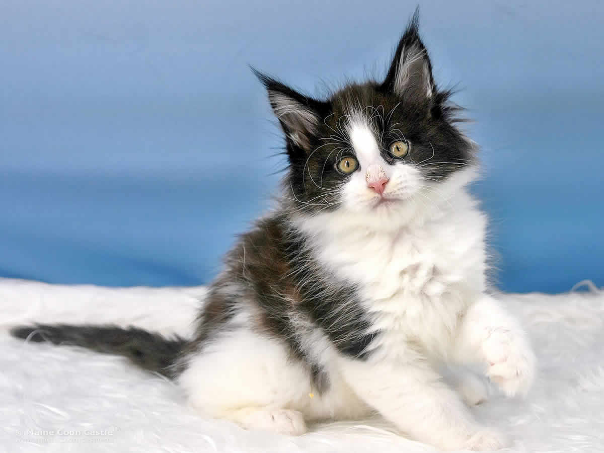 Wendi 8 Wochen alt, 984 g Maine Coon Baby Wendi 8 Wochen alt