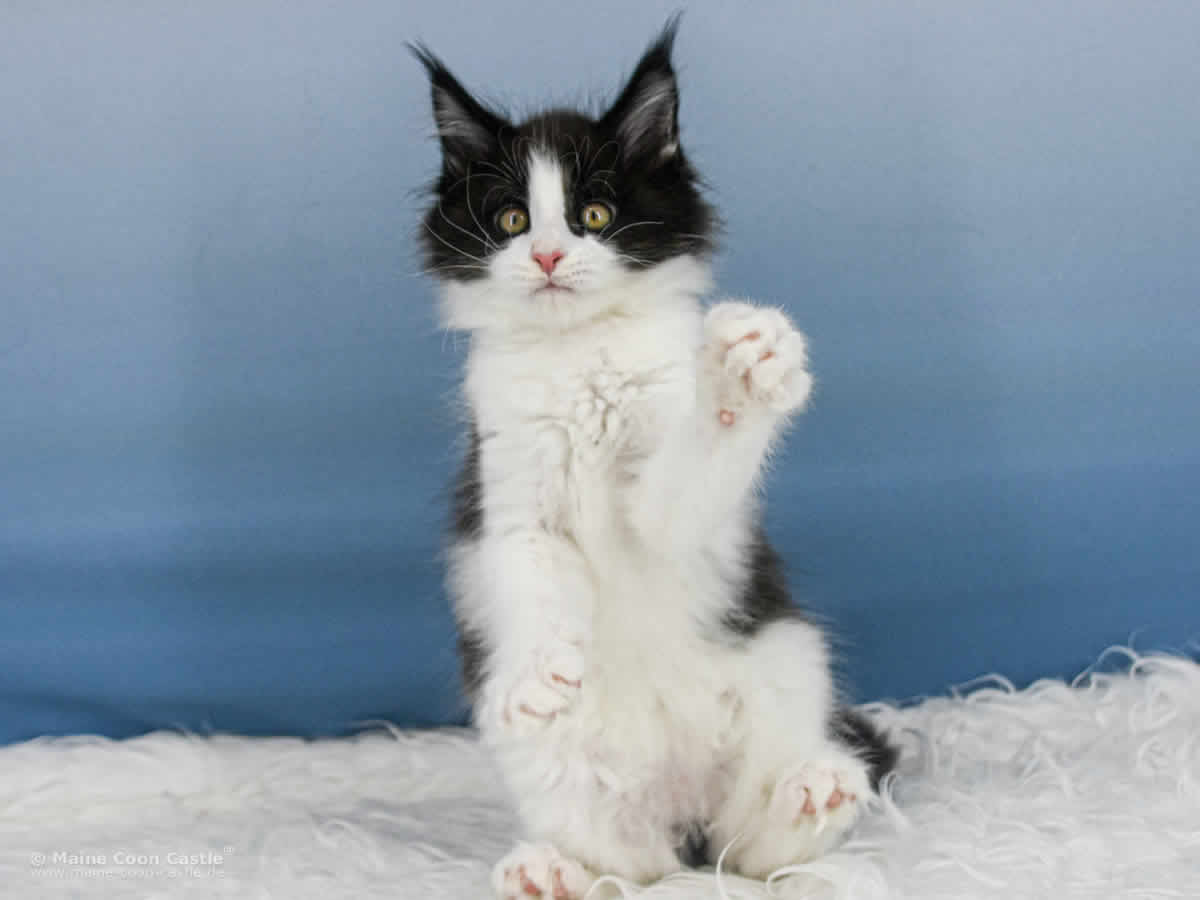 Wendi 9 Wochen alt, 1147 g Maine Coon Baby Wendi 9 Wochen alt