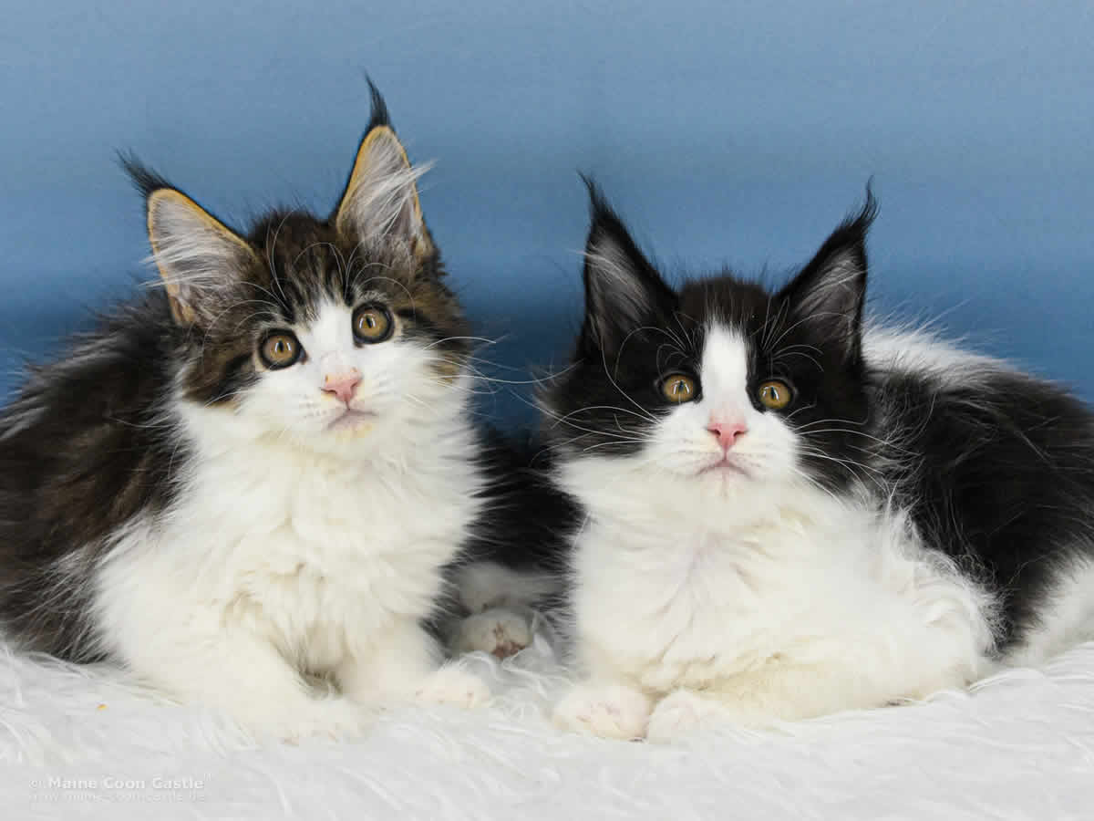 Maine Coon Kitten Winni und Wendi 10 Wochen alt Maine Coon Kitten Winni und Wendi 10 Wochen alt
