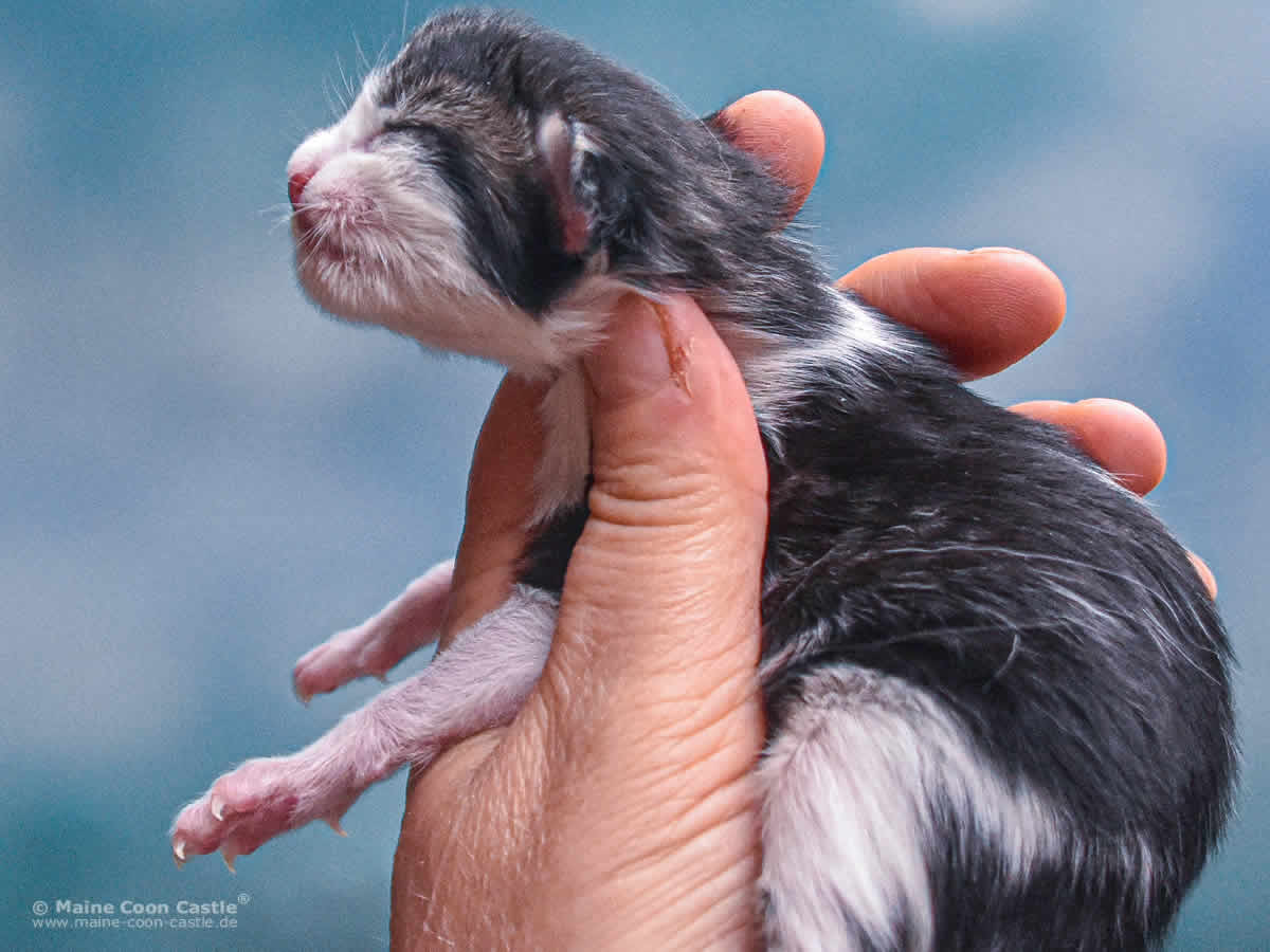 Winni 1 Tag alt Maine Coon Kitten Winni 1 Tag alt