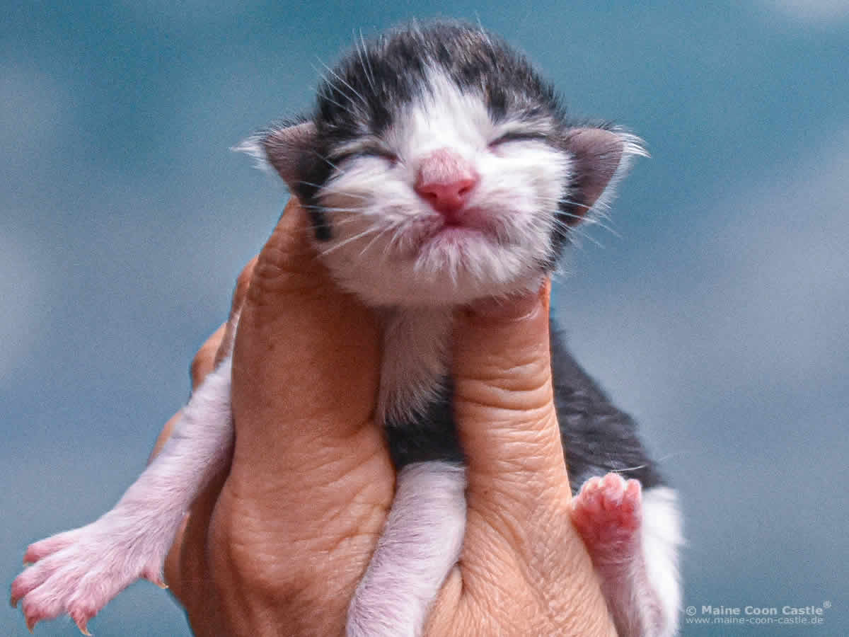 Winni 1 Tag alt, 131 g Maine Coon Kitten Winni 1 Tag alt