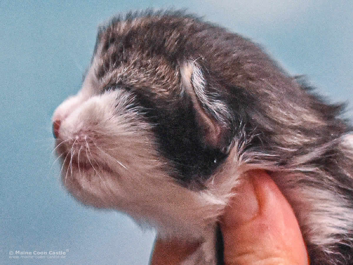 Winni 1 Woche alt Maine Coon Kitten Winni 1 Woche alt