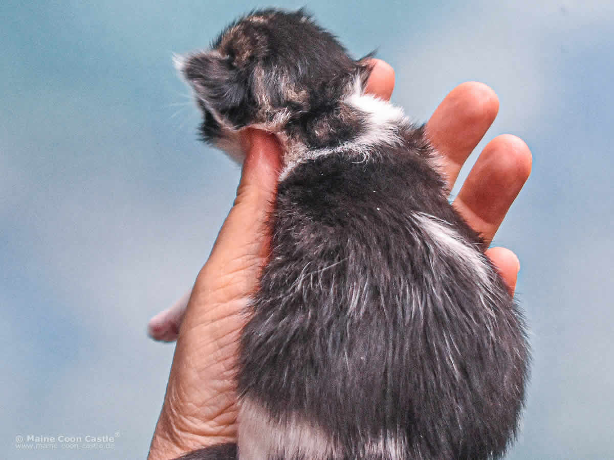 Winni 1 Woche alt Maine Coon Kitten Winni 1 Woche alt