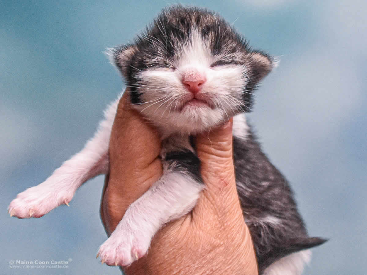 Winni 1 Woche alt, 246 g Maine Coon Kitten Winni 1 Woche alt