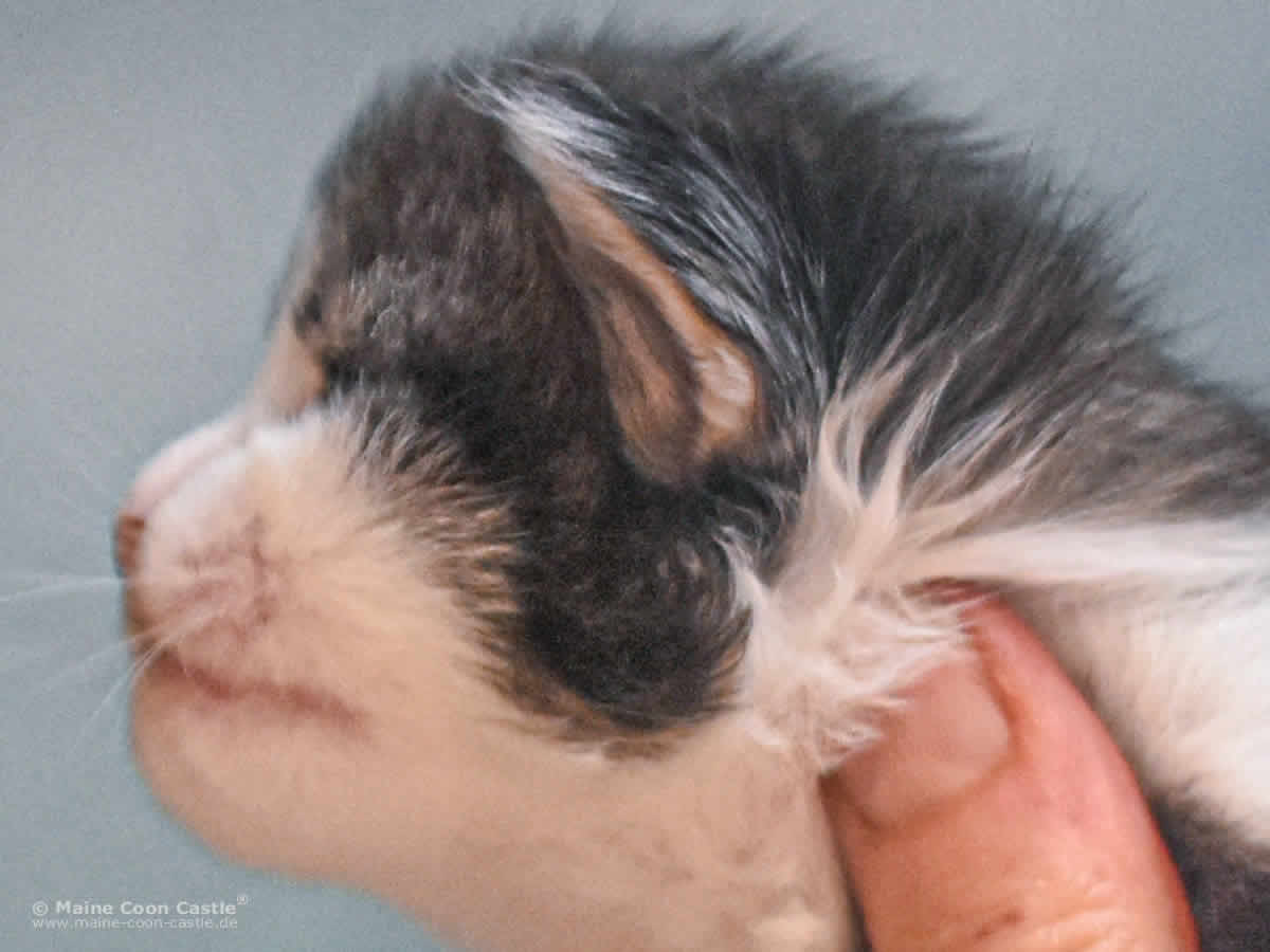 Winni 2 Wochen alt Maine Coon Kitten Winni 2 Wochen alt
