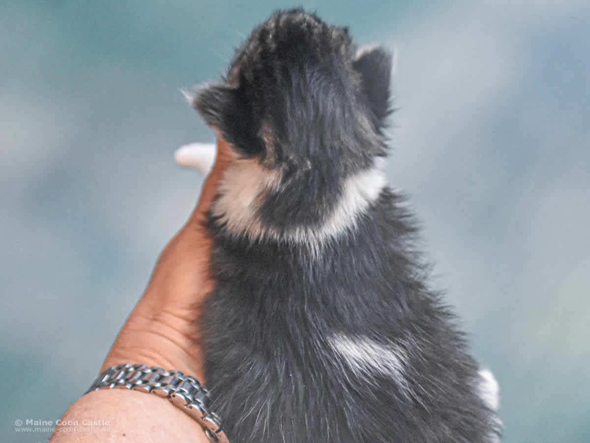 Winni 2 Wochen alt Maine Coon Kitten Winni 2 Wochen alt