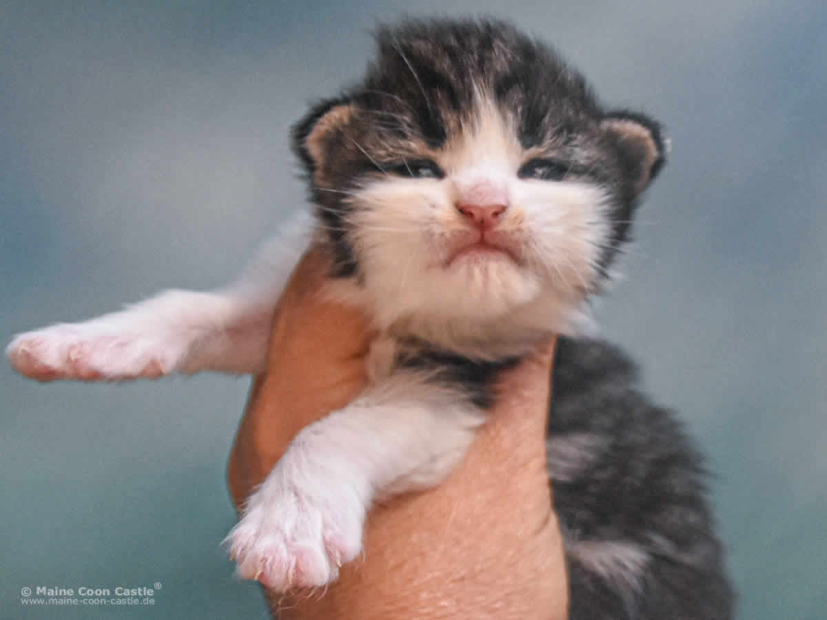 Winni 2 Wochen alt, 357 g Maine Coon Kitten Winni 2 Wochen alt