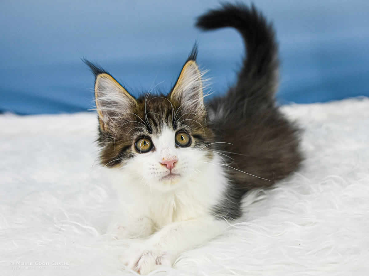 Winni 10 Wochen alt, 1334 g Maine Coon Baby Winni 10 Wochen alt