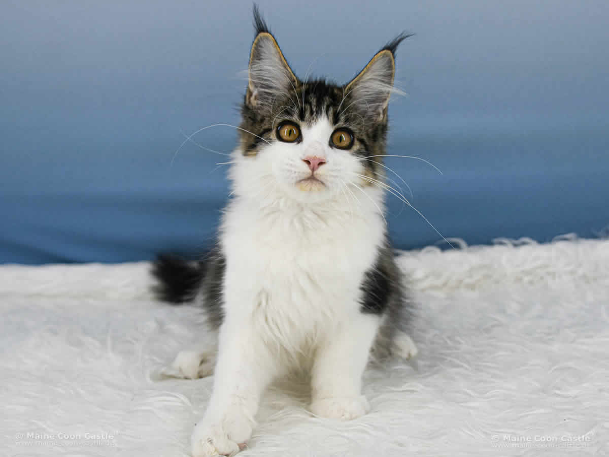 Winni of Maine Coon Castle Winni of Maine Coon Castle