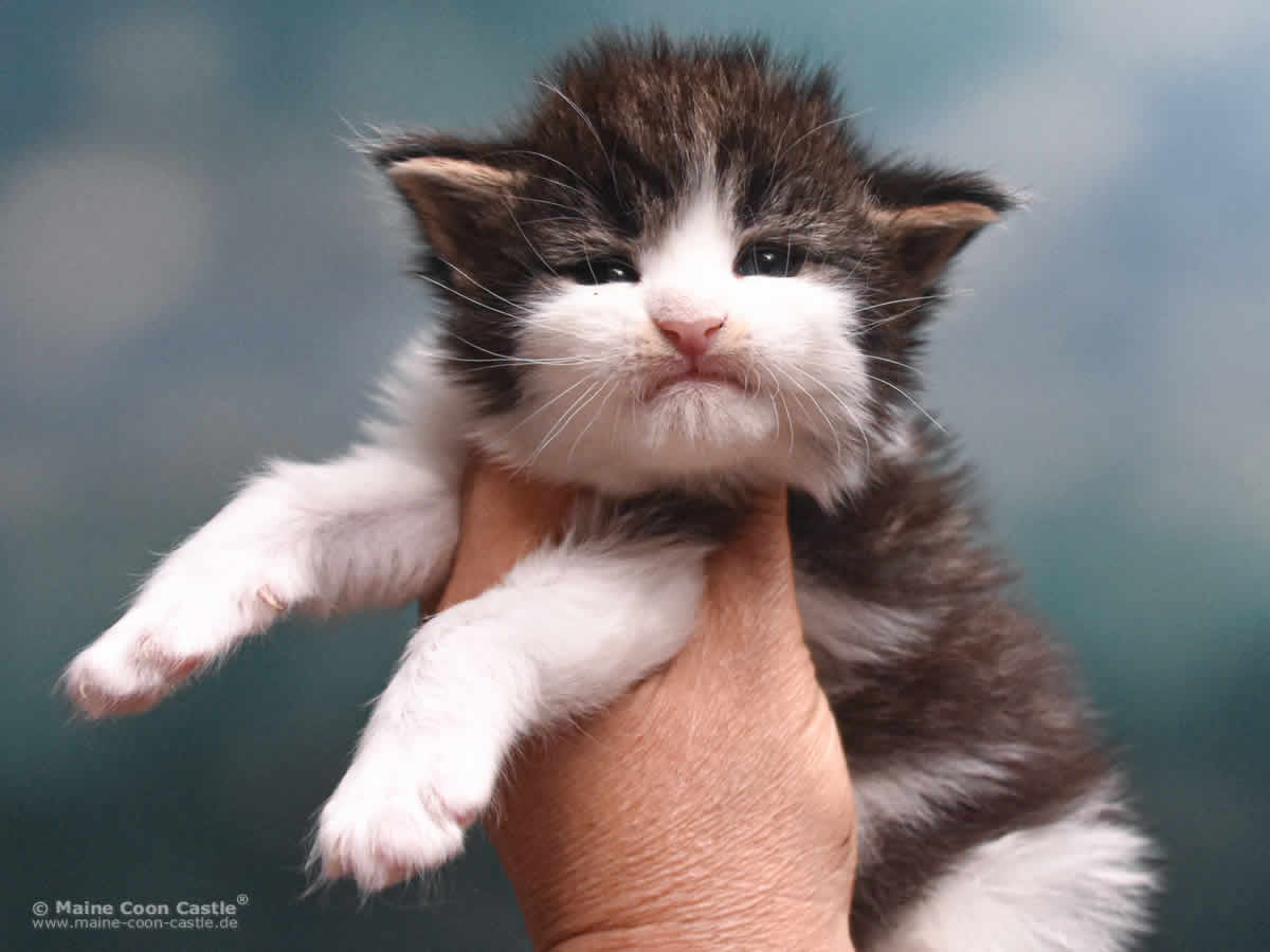 Winni 3 Wochen alt, 476 g Maine Coon Baby Winni 3 Wochen alt