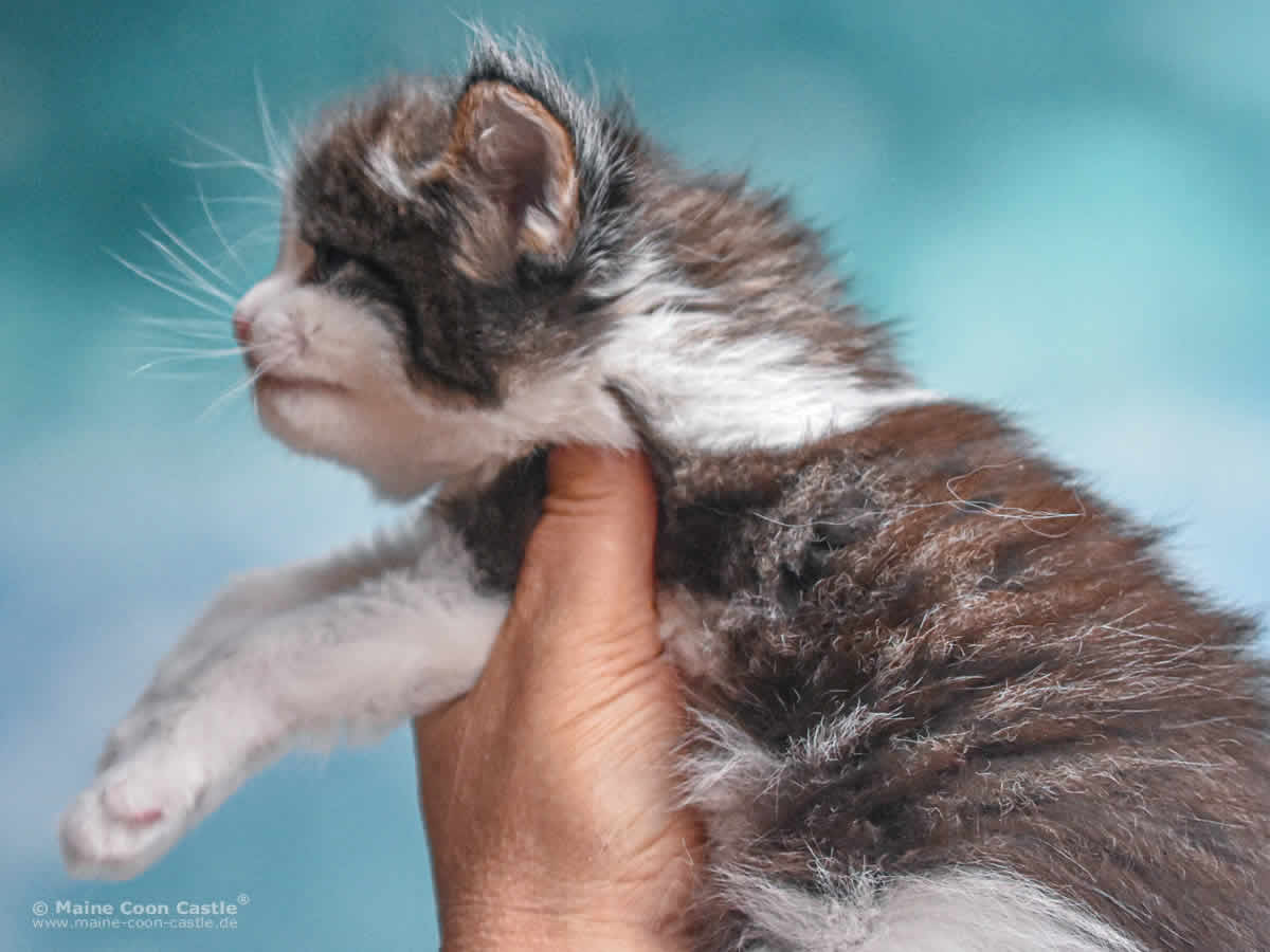 Winni 4 Wochen alt Maine Coon Baby Winni 4 Wochen alt