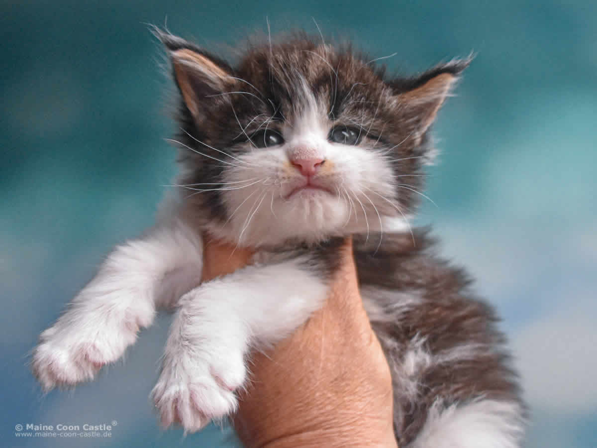 Winni 4 Wochen alt, 576 g Maine Coon Baby Winni 4 Wochen alt