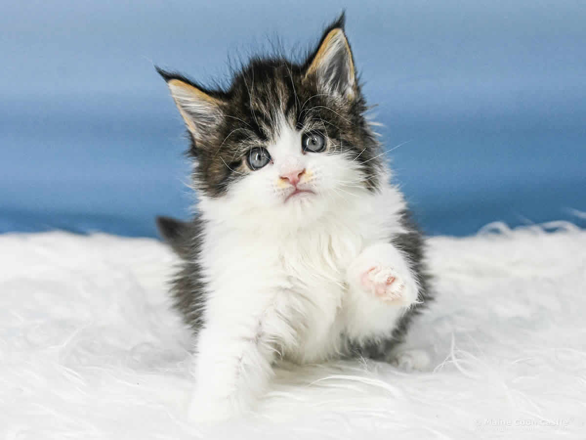 Winni 5 Wochen alt, 665 g Maine Coon Baby Winni 5 Wochen alt