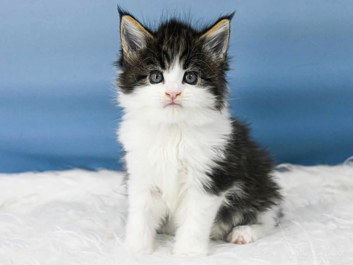 Winni 5 Wochen alt Maine Coon Baby Winni 5 Wochen alt