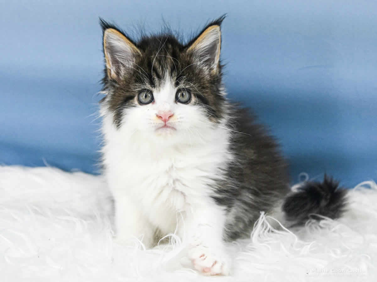Winni 6 Wochen alt, 740 g Maine Coon Baby Winni 6 Wochen alt