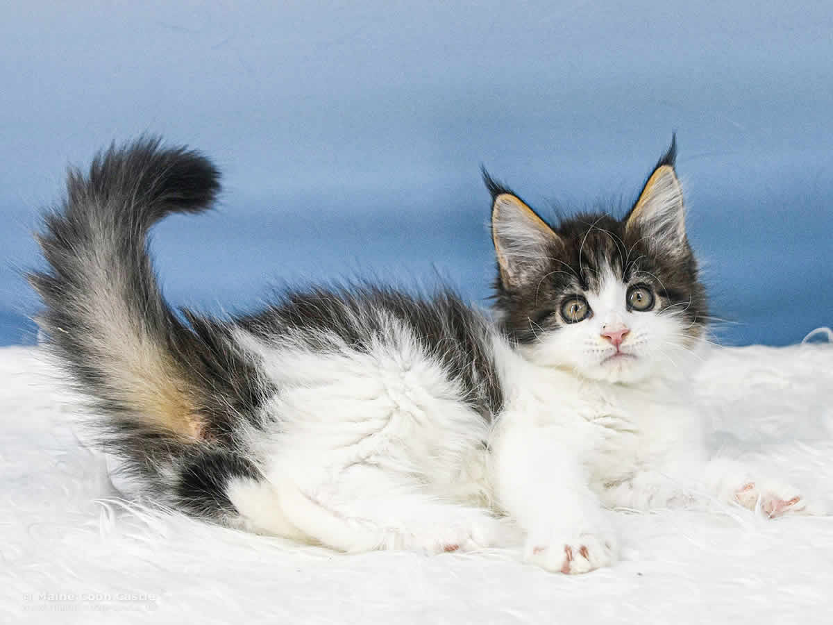 Winni 8 Wochen alt Maine Coon Baby Winni 8 Wochen alt