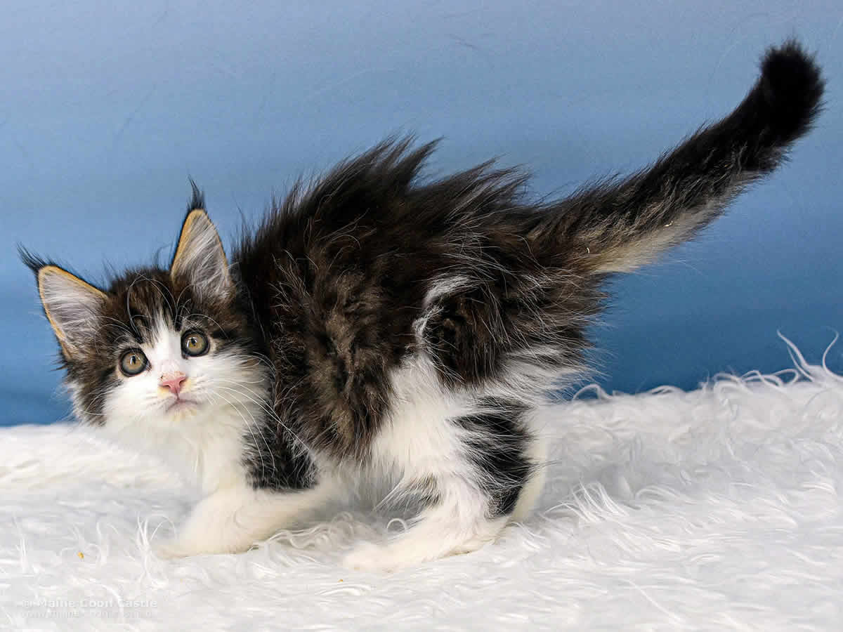 Winni 8 Wochen alt, 1077 g Maine Coon Baby Winni 8 Wochen alt