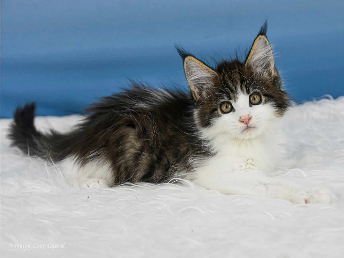 Winni 9 Wochen alt, 1213 g Maine Coon Baby Winni 9 Wochen alt