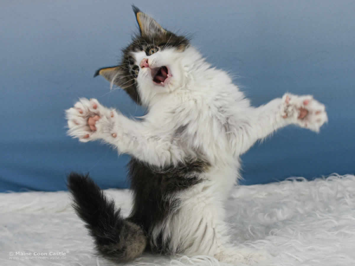 Winni 9 Wochen alt, 1213 g Maine Coon Baby Winni 9 Wochen alt